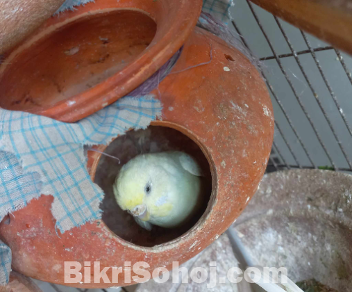 বাজ্রিগার পাখি ফিমেল